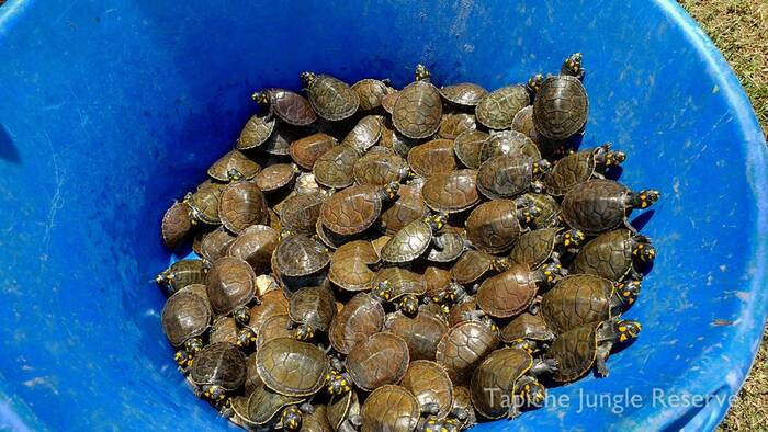 Amazon River Turtles that survived the L. coecus raid being prepared for release in a nearby oxbow lake.